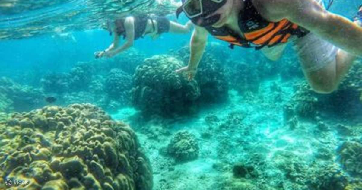 Discover the Underwater Beauty Snorkel in Koh Tao from Koh Samui with